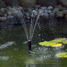 a bird is standing in the water spraying its feathers