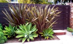 some very pretty plants by the fence