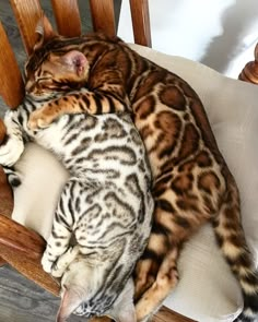 two cats sleeping on top of each other on a wooden chair with white cushioning