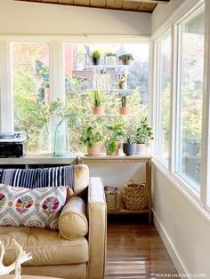 a living room filled with furniture and lots of plants on top of windowsills