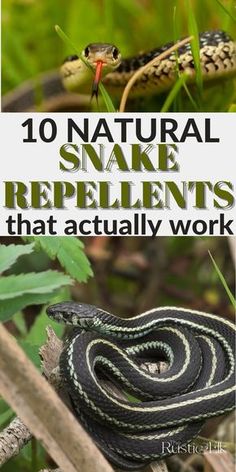 an image of snake repellents in the grass with text overlay that reads, 10 natural snake repellents that actually work