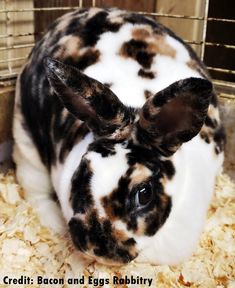 a black and white rabbit sitting inside of a cage on top of some wood chips