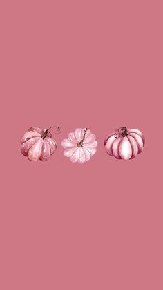 three small pink pumpkins on a pink background with one smaller white pumpkin in the middle