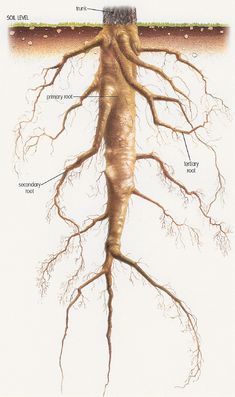 the roots of a tree are shown in this diagram, with labels on each side