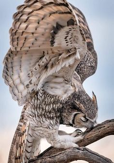 an owl is perched on a branch with its wings spread out and it's eyes open