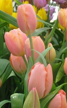 pink and yellow tulips with green stems in the foreground, surrounded by other flowers