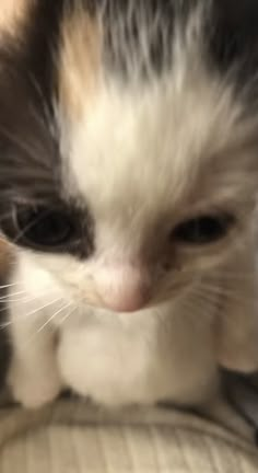 a close up of a cat laying on top of a couch with it's eyes closed