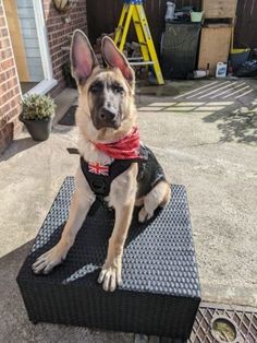 a german shepard dog sitting on top of a black piece of luggage in front of a house