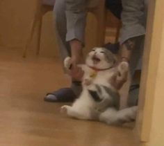 a cat that is playing with someone's feet on the floor in front of him