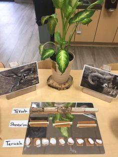 a table topped with pictures and plants on top of wooden tables next to each other