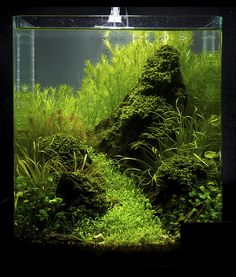 an aquarium filled with green plants and rocks in the middle of it's tank