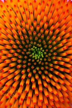 the center of an orange and pink flower