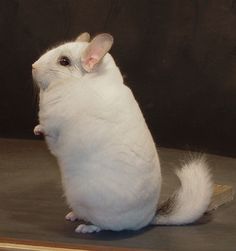 a small white rat sitting on top of a wooden table next to a black wall