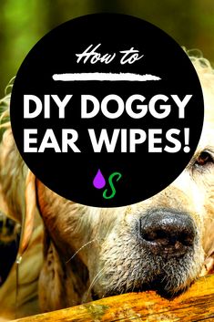 a close up of a dog with the words how to diy doggy ear wipes