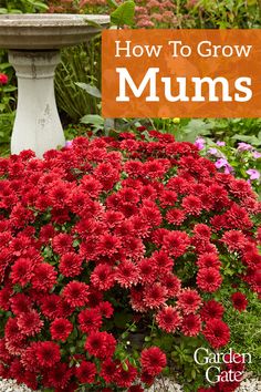 red mums growing in a garden with text overlay that reads how to grow mums