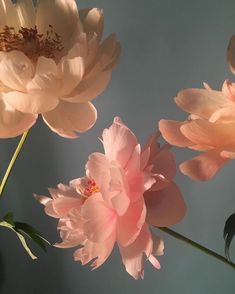 three pink flowers in a vase on a table