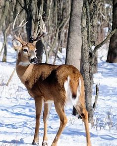 a deer that is standing in the snow