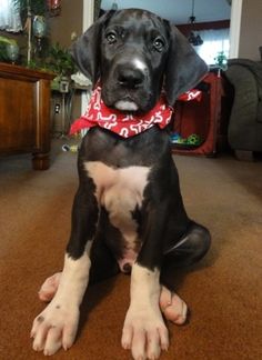 a black and white dog with a red bandanna sitting on the floor in front of a couch