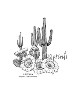 an arizona cactus with flowers and the words arizona written in black ink on a white background