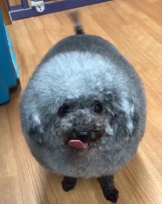 a small gray dog standing on top of a wooden floor