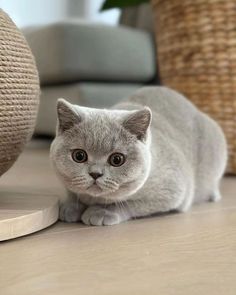 a grey cat is sitting on the floor next to a round object and looking at the camera