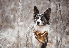 a black and white dog wearing a bandana standing in the snow near some trees