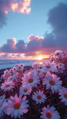 the sun is setting behind some white daisies