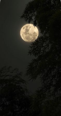 the full moon is seen through some trees