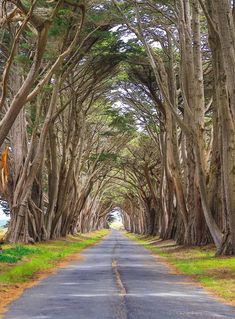 an empty road lined with trees on both sides