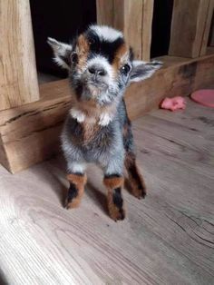 a small brown and black dog standing on top of a wooden floor