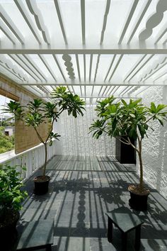 some plants are in black pots on a white wall and the sun is shining through them