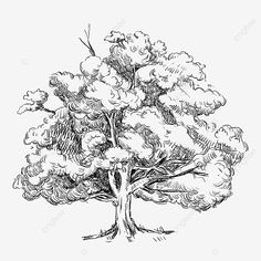 an ink drawing of a tree