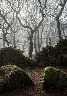 moss covered rocks and trees on a foggy day in the woods with no leaves