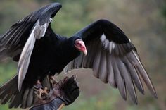 a large black bird with its wings spread out and it's feet on a glove