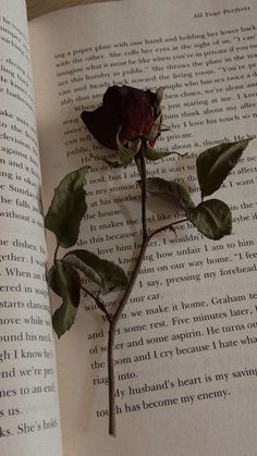 a single rose sitting on top of an open book