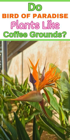 Bird of Paradise plant care, Bird of Paradise soil requirements, Bird of 
Paradise fertilizer, Coffee grounds for Bird of Paradise, Bird of Paradise 
growth tips, Bird of Paradise plant food, Bird of Paradise gardening 
advice, Bird of Paradise planting tips- Bird Of Paradise Plant Care Tips - Bird Of Paradise Plant Indoor Care
Bird Of Paradise Plant Outdoor Care
- White Birds Of Paradise Plant Care
- Birds Of Paradise Plant Propagation
- How To Grow Birds Of Paradise Plant Palm Tree Plant, Lucky Plant, Problem Solving Strategies, Improve Soil Quality, Natural Fertilizer, Plant Care Tips