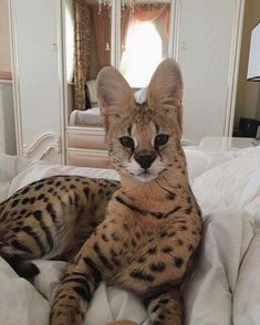 a close up of a cat on a bed with a mirror in the back ground