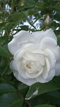 a white rose is blooming in the middle of some green leaves on a tree