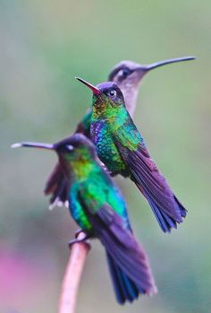 two hummingbirds sitting on top of a plant