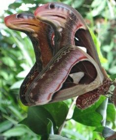 a large moth sitting on top of a green leaf covered tree branch with its mouth open