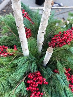 some red berries and green branches in the snow