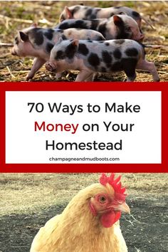 chickens and pigs are shown with the words, 70 ways to make money on your homestead