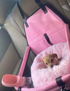 a small brown dog sitting in a pink pet bed on top of a car seat