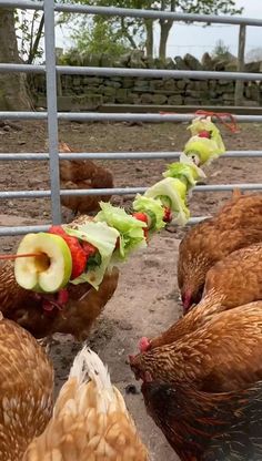 several chickens are lined up in a pen with food wrapped around their necks and eating lettuce