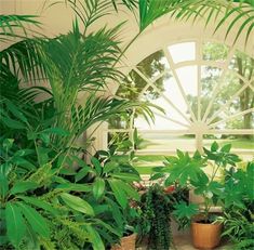 several potted plants in front of an open window