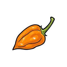 an orange bell pepper on a white background