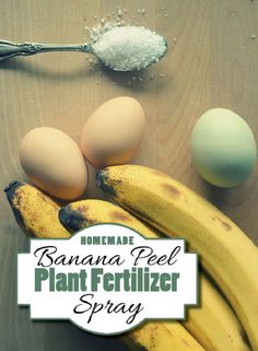 banana peel plant fertiizer spray next to eggs and bananas on a wooden table