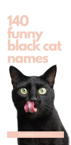 a black cat sticking its tongue out with the caption'40 funny black cat names '