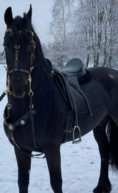 a black horse standing in the snow wearing a saddle and bridle on it's back