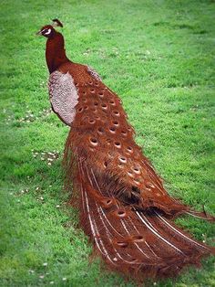 a peacock standing in the grass with its tail feathers spread out and it's eyes open